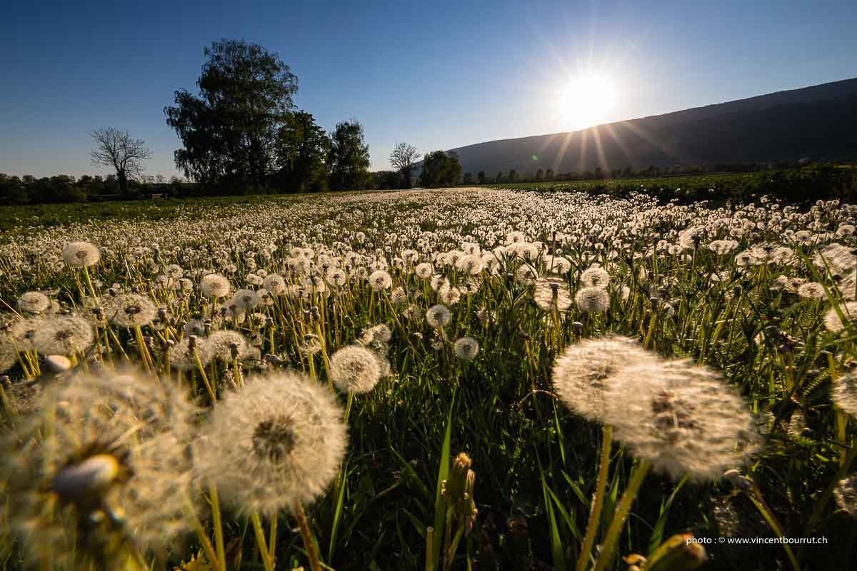 Le printemps au Landeron (NE)