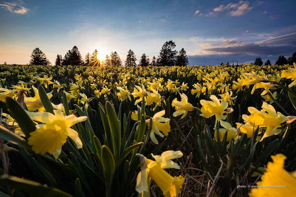 Photo canton de Neuchâtel au printemps