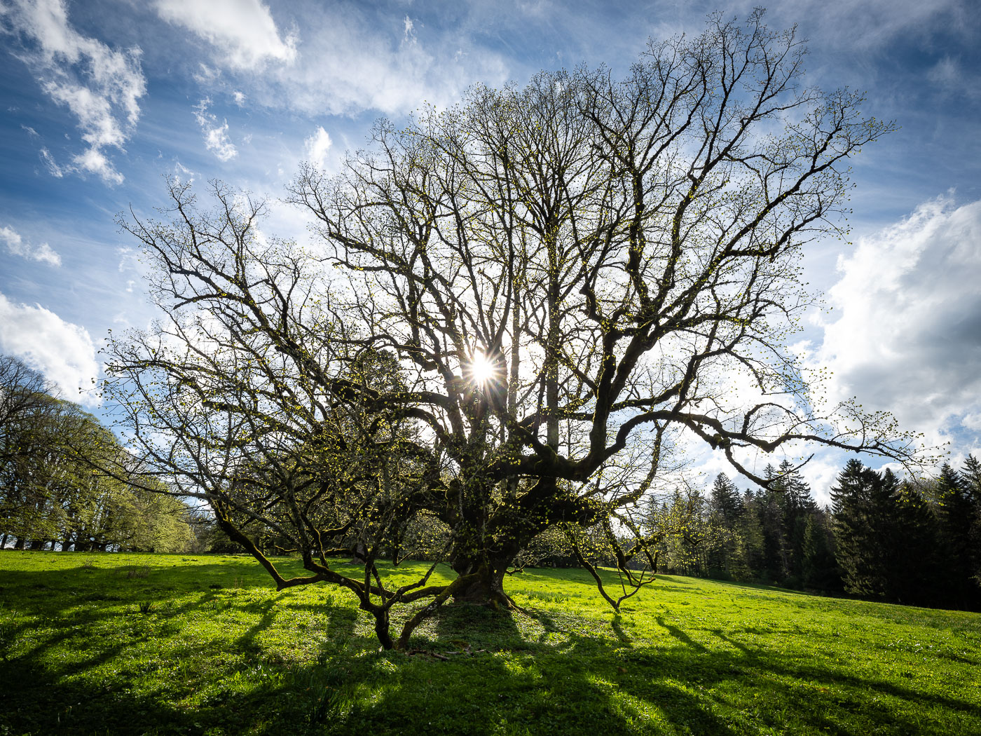 L&rsquo;image du jour : La magie du printemps dans le canton de Neuchâtel