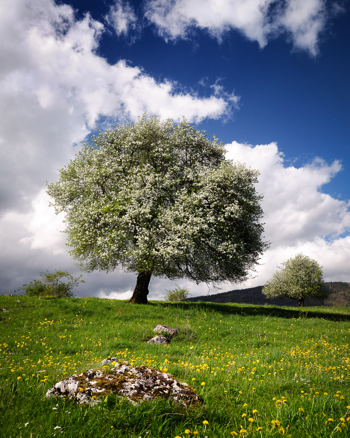 L&rsquo;image du jour : Un arbre en fleur sur le plateau de Diesse