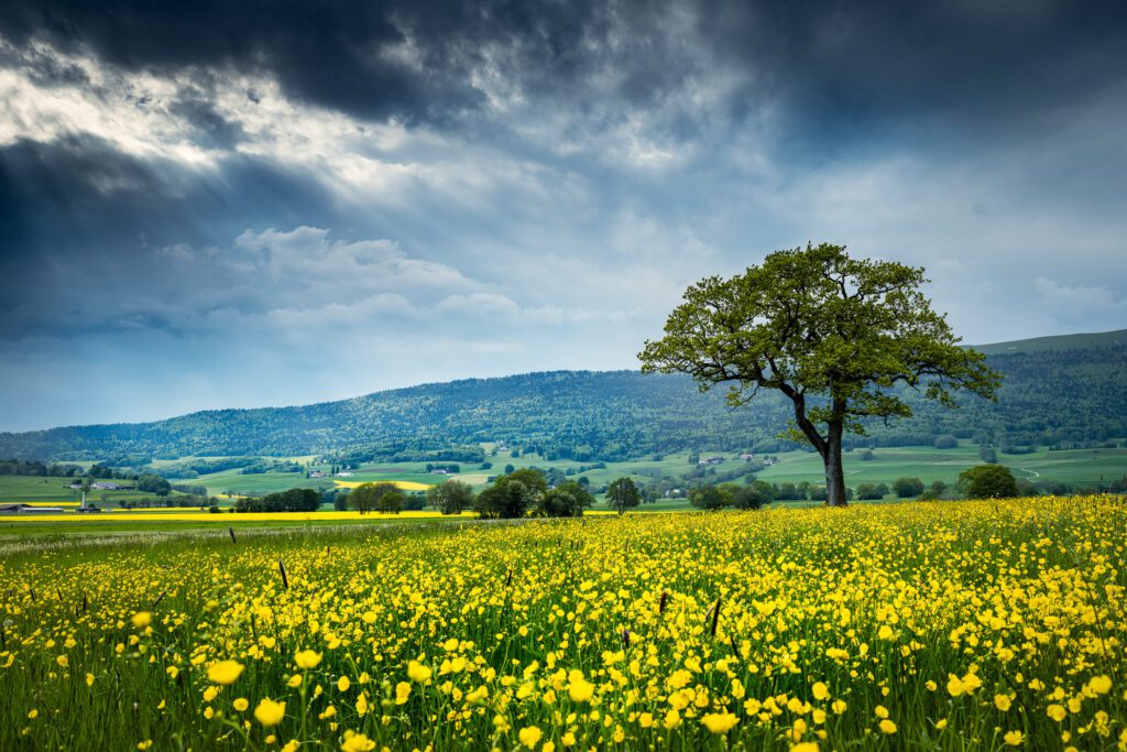 Le plateau de Diesse au printemps